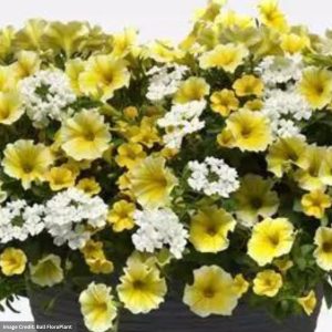 Combo – Sunnyside Improved – 6.5″ Pot