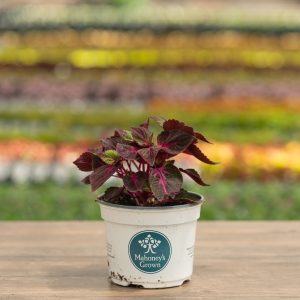 Magilla – Perilla Purple – 6.5″ Pot