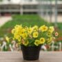 Combo – Island In The Sun – 8″ Patio Pot