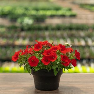 Combo – Bloomin Glory – 8″ Patio Pot