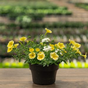 Combo – Sunnyside Improved – 8″ Patio Pot