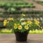 Combo – Sunnyside Improved – 8″ Patio Pot