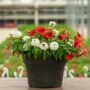 Combo – Bloomin Glory – 12″ Patio Pot