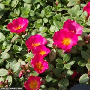 Portulaca - Rio Grande Magenta - 4.5" Pot