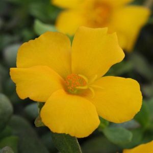 Portulaca - Rio Grande Yellow - 4.5" Pot