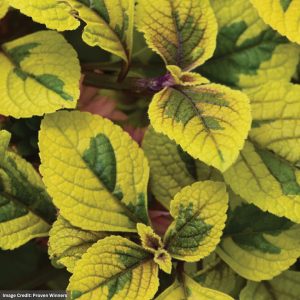 Plectranthus - Fancifillers™ Guacamole