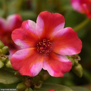 Portulaca - Rio Grande Frosted Strawberry - 4.5" Pot