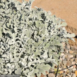 Centaurea - FanciFiller™ Chrome Fountain - 6.5" Pot