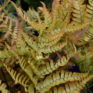 Autumn Fern (Dryopteris Erythrosora) – Brilliance – #1 Container