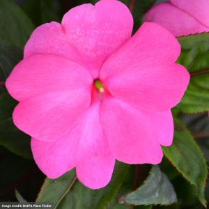 New Guinea Impatiens - Sonic Bright Pink - 306 Pack