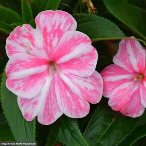 New Guinea Impatiens - Sonic Magic Pink - 306 Pack