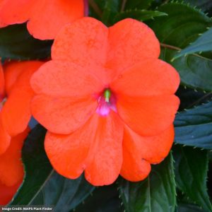 New Guinea Impatiens - Sonic Orange - 306 Pack