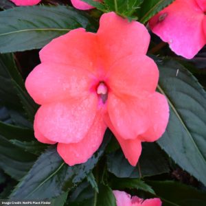 New Guinea Impatiens - Sonic Salmon - 306 Pack