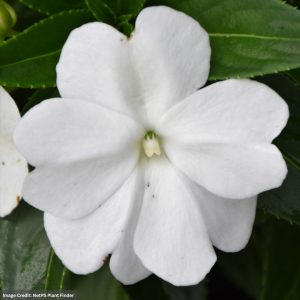 New Guinea Impatiens - Sonic White - 306 Pack