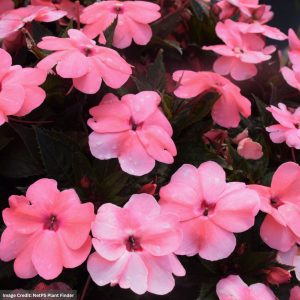 Sunpatiens - Compact Coral Pink - 306 pack