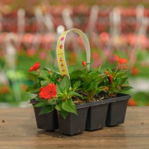 Sunpatiens – Compact Electric Orange – 306 pack
