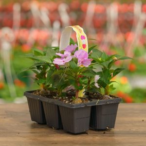Sunpatiens – Compact Orchid – 306 pack