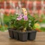 Sunpatiens – Compact Orchid – 306 pack