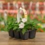 Sunpatiens – Compact White – 306 pack