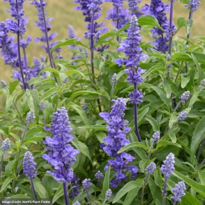Salvia - Victoria Blue - 4" Pot