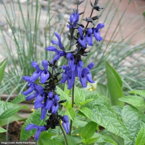 Salvia - Black'N'Blue - 4.5" Pot