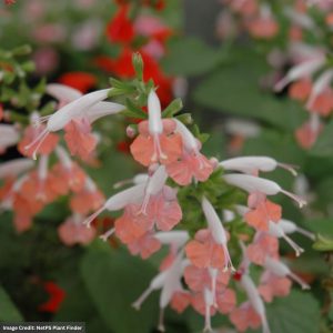 Salvia - Hummingbird Coral Nymph - 4.5" Pot