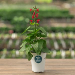 Salvia – Hummingbird Forest Fire – 4.5″ Pot