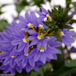Scaevola (Fan Flower) - Fanatix™ Dark Blue - 4.5" Pot