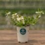 Scaevola (Fan Flower) – Fanatix™ White – 4.5″ Pot