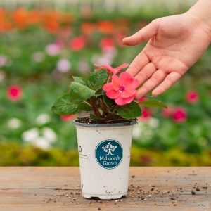 Sunpatiens – Compact Coral Pink – 4.5″ Pot