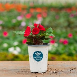 Sunpatiens – Compact Deep Red – 4.5″ Pot