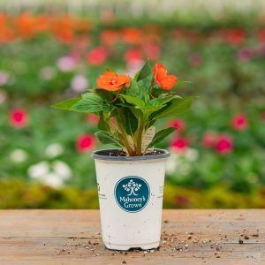 Sunpatiens – Compact Electric Orange – 4.5″ Pot