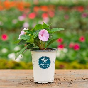 Sunpatiens – Compact Orchid – 4.5″ Pot