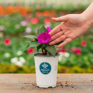 Sunpatiens – Compact Purple – 4.5″ Pot