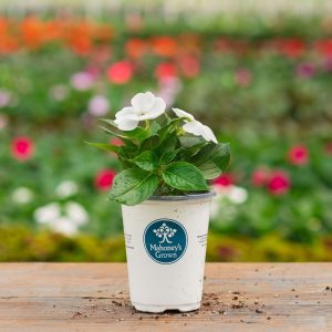 Sunpatiens – Compact White – 4.5″ Pot