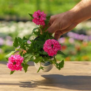 Verbena – Lanai Candy Pink – 4.5″ Pot