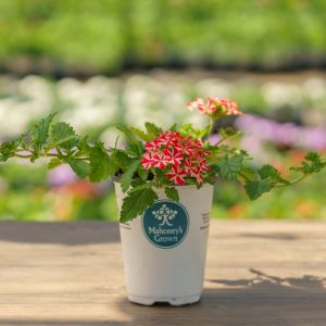 Verbena – Lanai Red Star – 4.5″ Pot