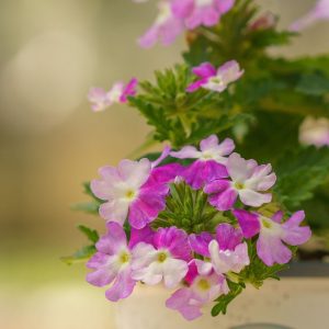 Verbena – Lanai Twister Purple – 4.5″ Pot