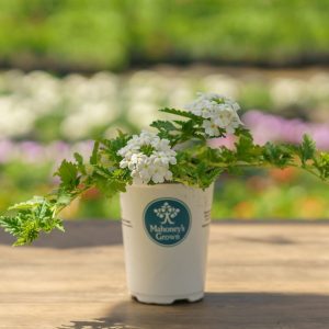 Verbena – Lanai White – 4.5″ Pot