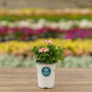 Verbena – Lanai Peach – 4.5″ Pot