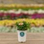 Verbena – Lanai Peach – 4.5″ Pot