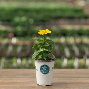Zinnia – Magellan™ Yellow – 4.5″ Pot