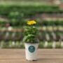 Zinnia – Magellan™ Yellow – 4.5″ Pot