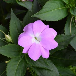 Sunpatiens – Compact Orchid – 6.5″ Pot