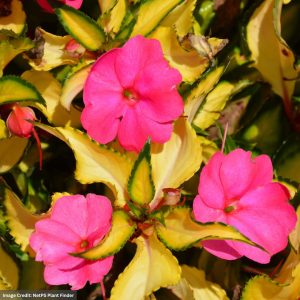 Sunpatiens – Compact Tropical Rose – 6.5″ Pot