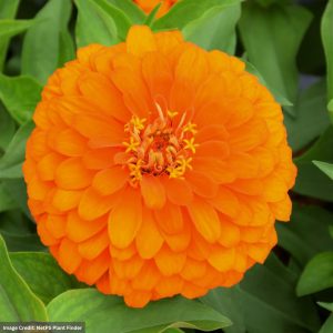 Zinnia - Magellanâ„¢ Orange - 6.5" Pot