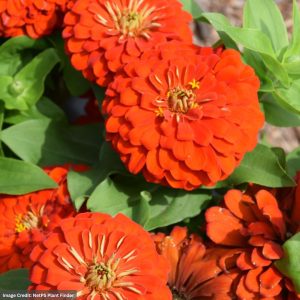 Zinnia - Magellan™ Scarlet - 6.5" Pot