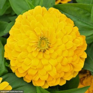 Zinnia - Magellanâ„¢ Yellow - 6.5" Pot