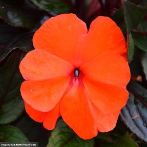 New Guinea Impatiens - Super Sonic Flame - 8" Hanging Basket