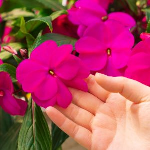 New Guinea Impatiens – Super Sonic Lilac – 8″ Hanging Basket